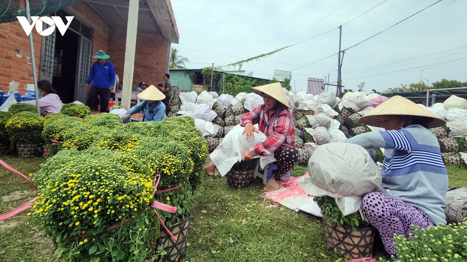 Hơn 60% diện tích hoa cúc mâm xôi nở sớm ở Vĩnh Long đã được tiêu thụ