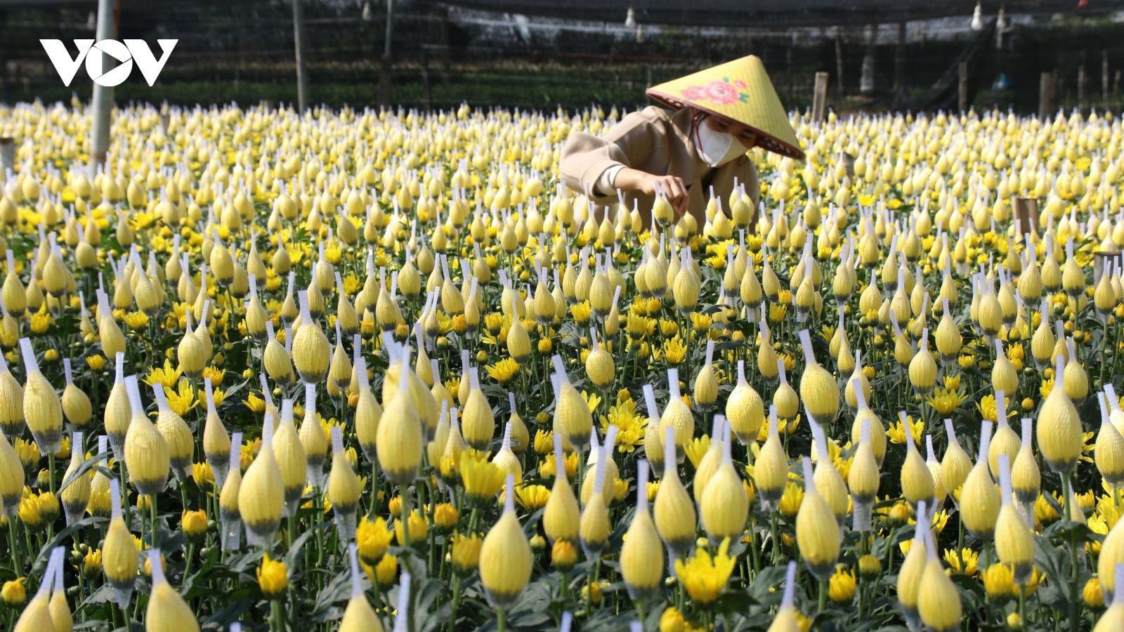 Nhà vườn trồng hoa, quả ở Thanh Hóa tất bật chuẩn bị phục vụ thị trường Tết