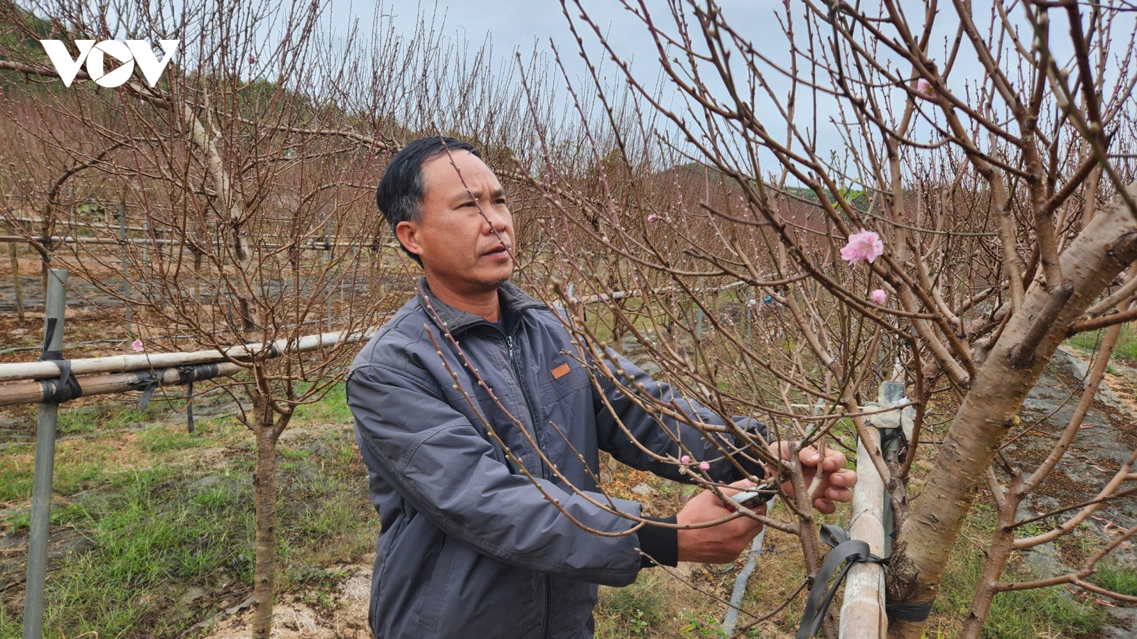 Thủ phủ đào huyền Bảo Đài, Bắc Ninh tất bật bước vào vụ Tết