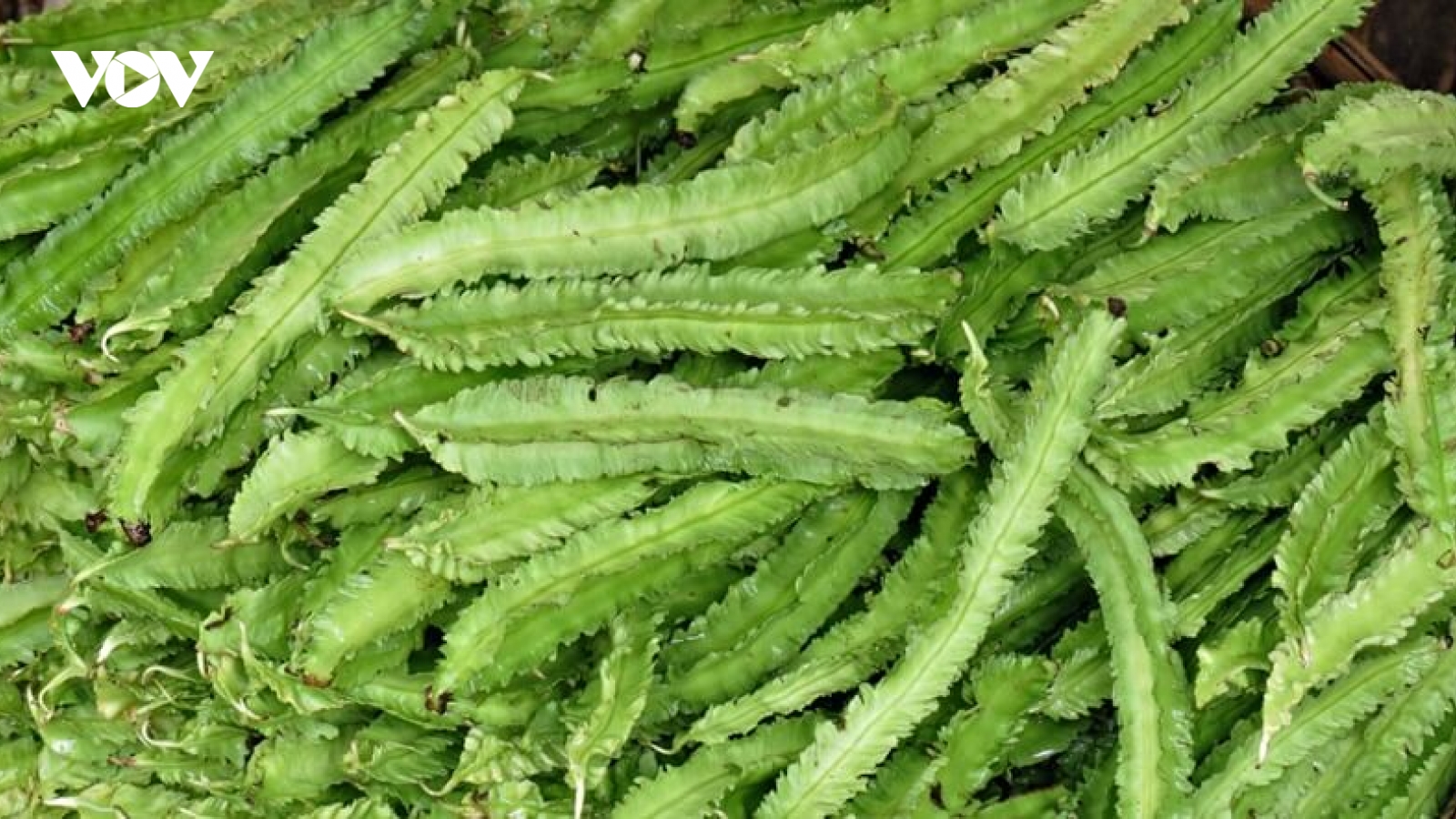 Đậu rồng, từ món rau dân dã đến nguồn dược liệu tiềm năng