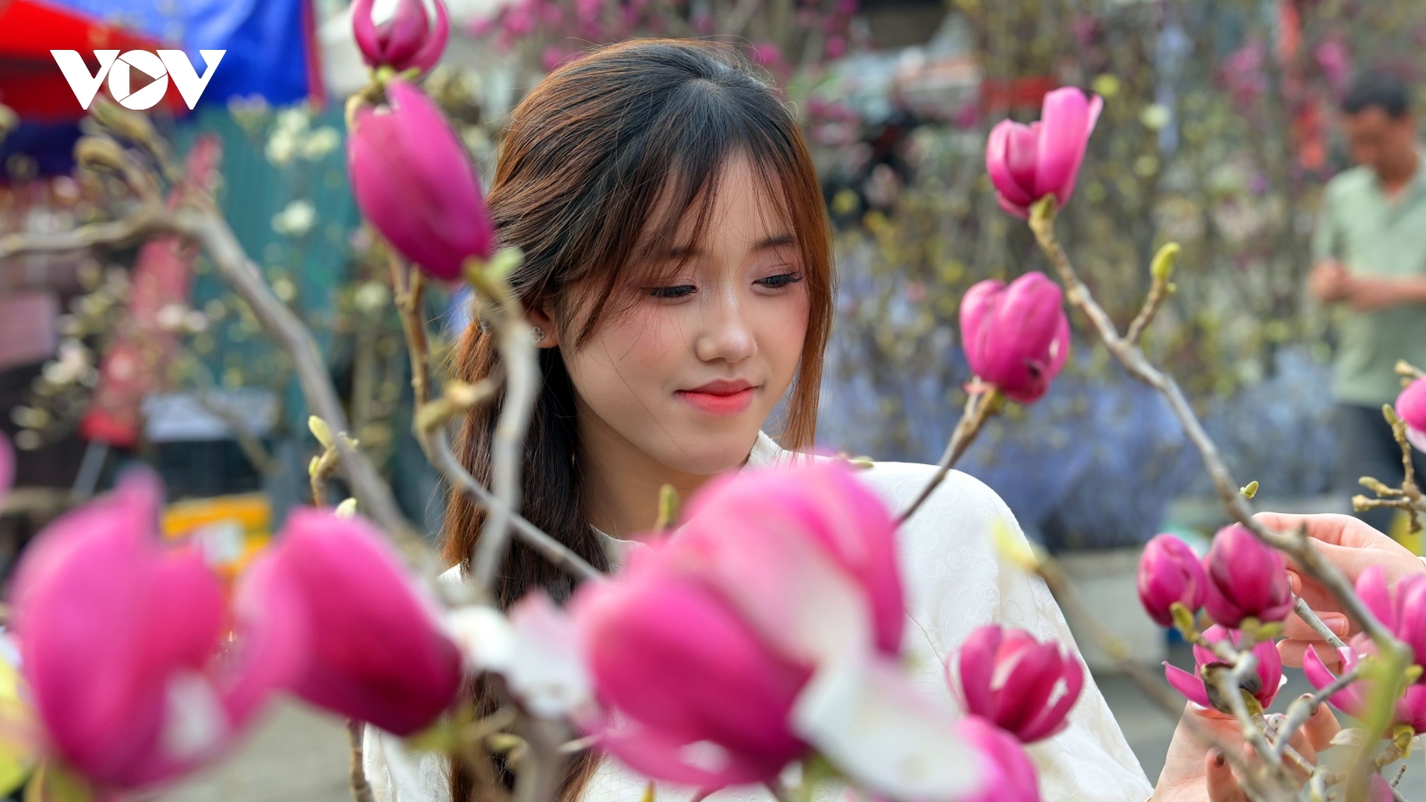 Sắc mộc lan đánh thức phố phường Hà Nội ngày giáp Tết