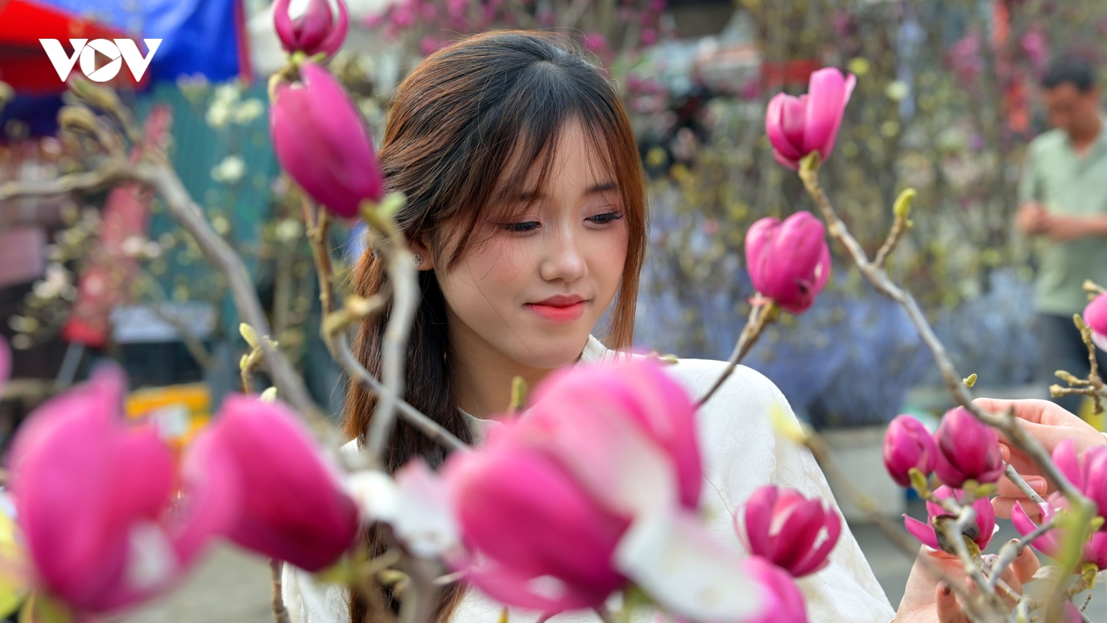 Sắc mộc lan đánh thức phố phường Hà Nội ngày giáp Tết