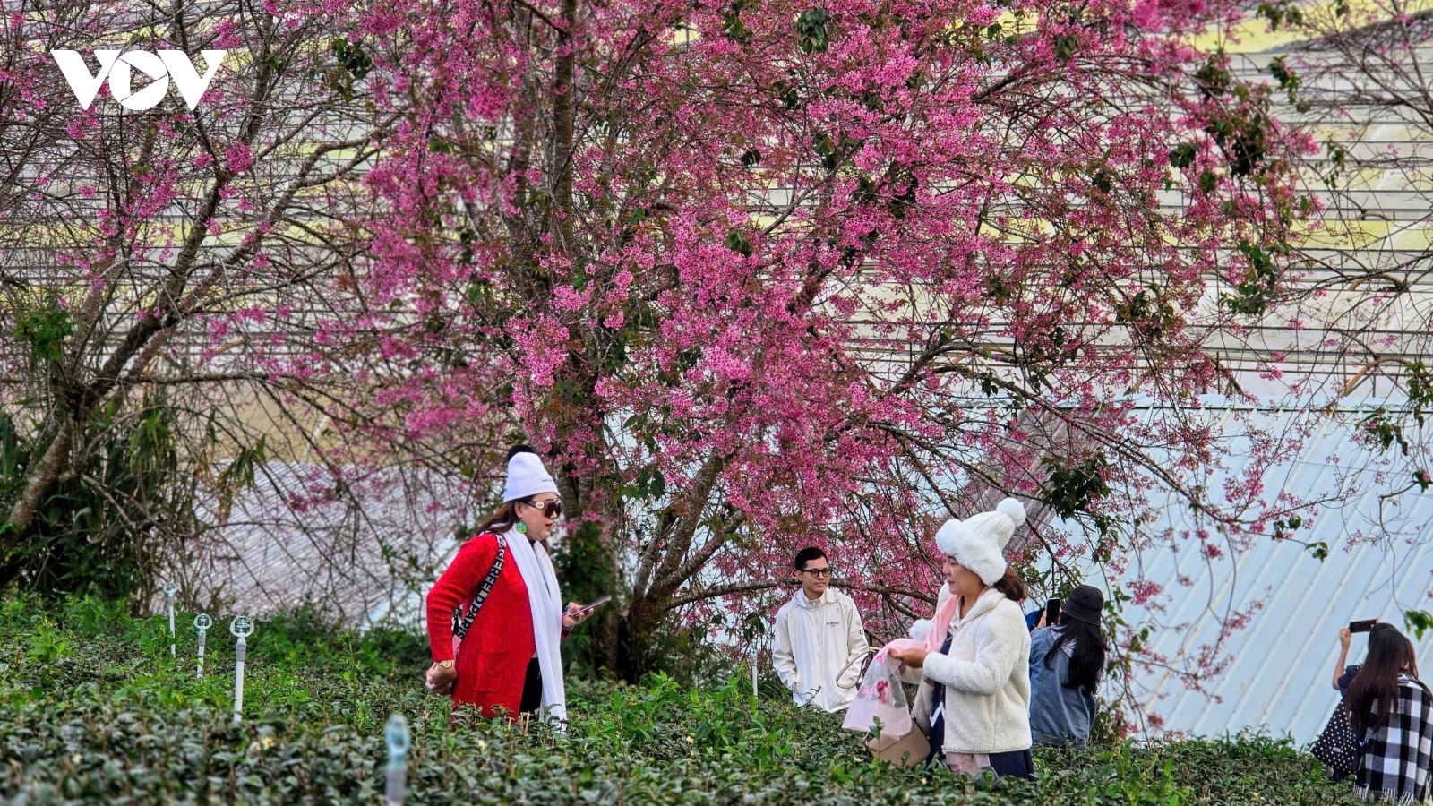 Lễ hội hoa mai anh đào Đà Lạt hứa hẹn nhiều hoạt động đặc sắc