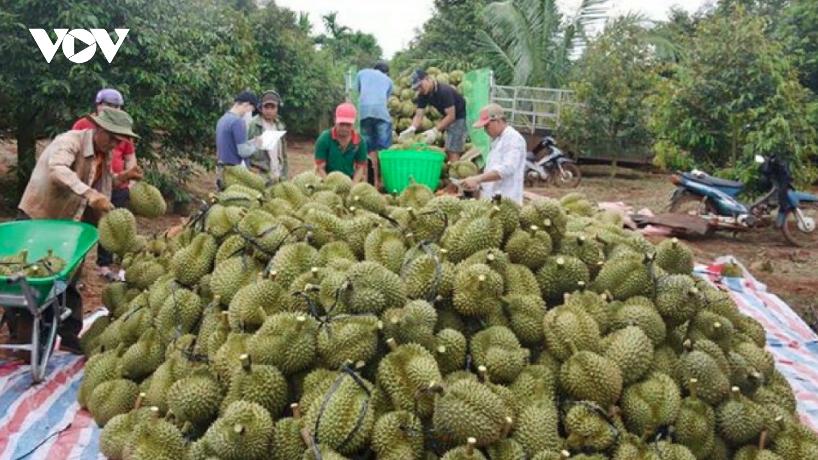 China’s durian imports tilt toward Vietnam, narrowing gap with Thailand