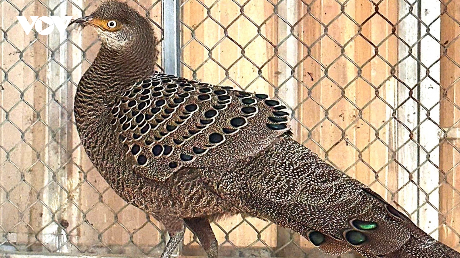 Tiếp nhận cá thể gà tiền mặt vàng quý hiếm