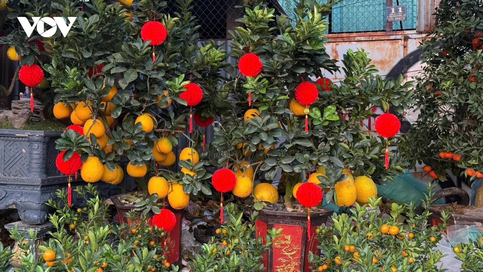 Giá cây bưởi, quất cảnh ở TP.HCM cao gấp rưỡi, gấp đôi so với Hà Nội