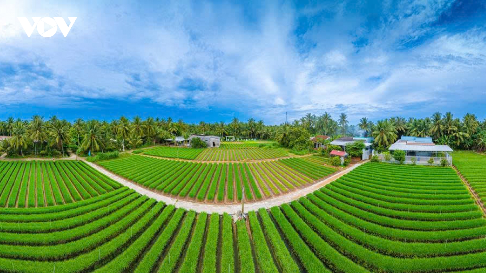 Màu xanh no ấm trên thủ phủ hẹ Giồng Bắc (Vĩnh Long)