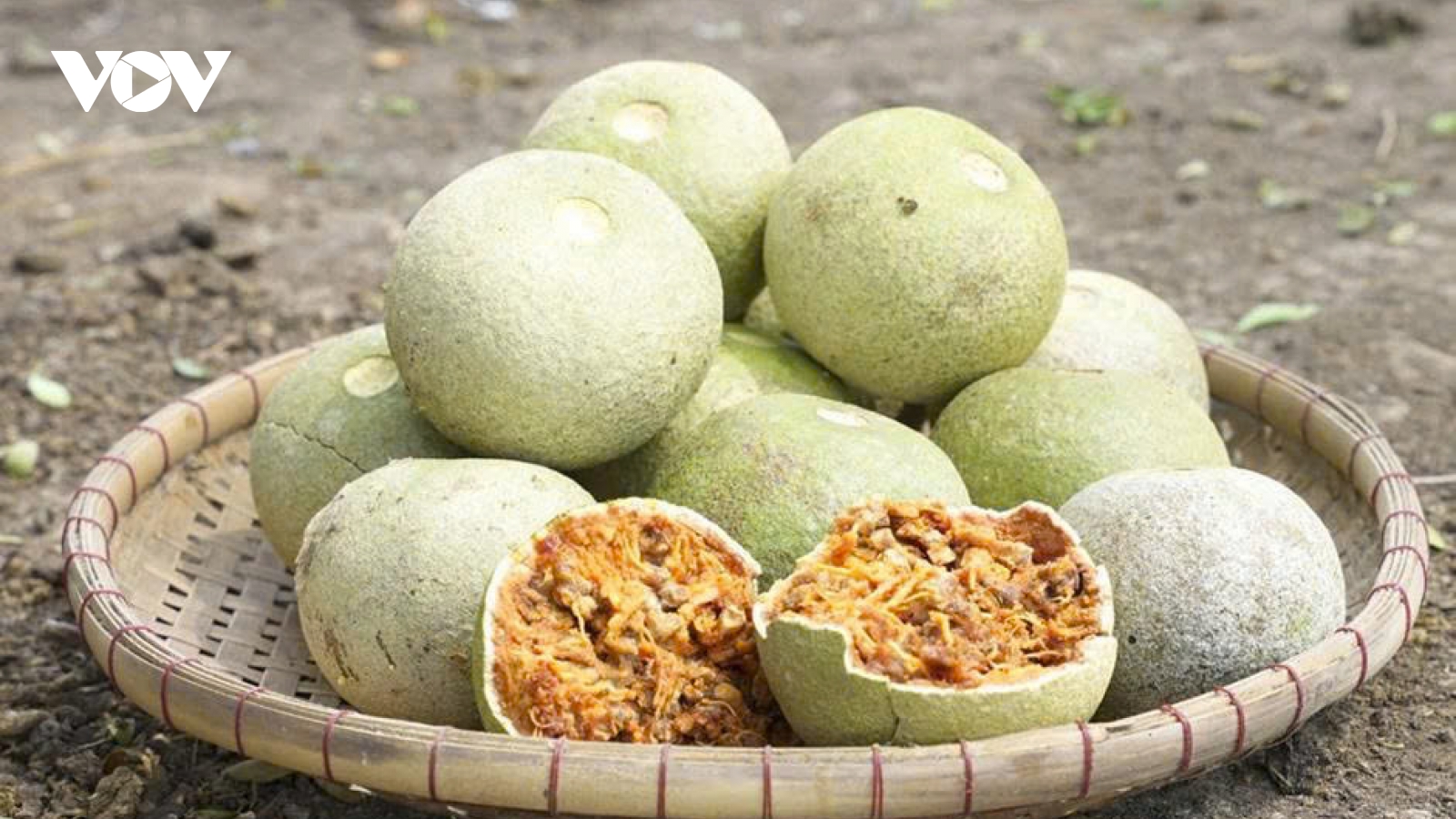 Tiềm năng làm giàu từ trái quách tại Vĩnh Long