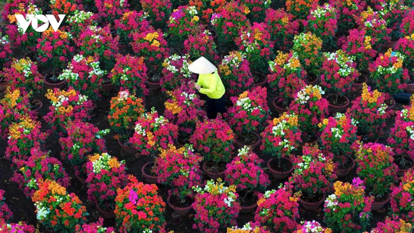 Vương quốc hoa giấy Phú Sơn đẹp như tranh, chuẩn bị phục vụ Tết nguyên đán