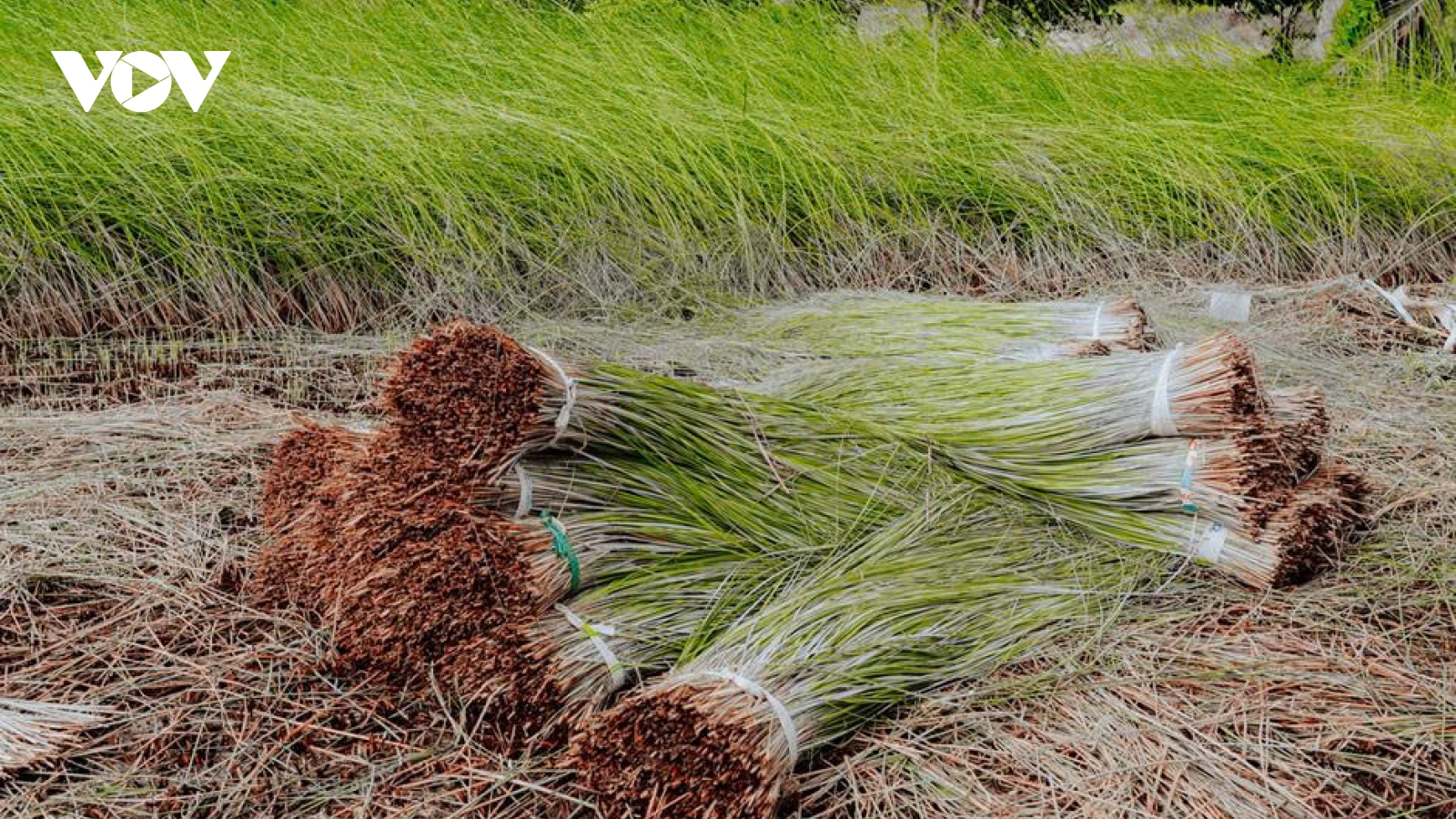 Cánh đồng lác - nguồn sống quen thuộc của người dân Nhị Long (Vĩnh Long)