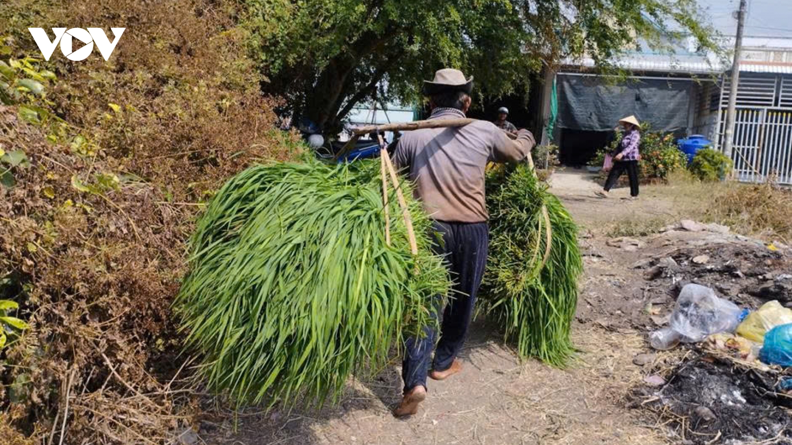 Độc đáo chợ bán cỏ ở miền Tây