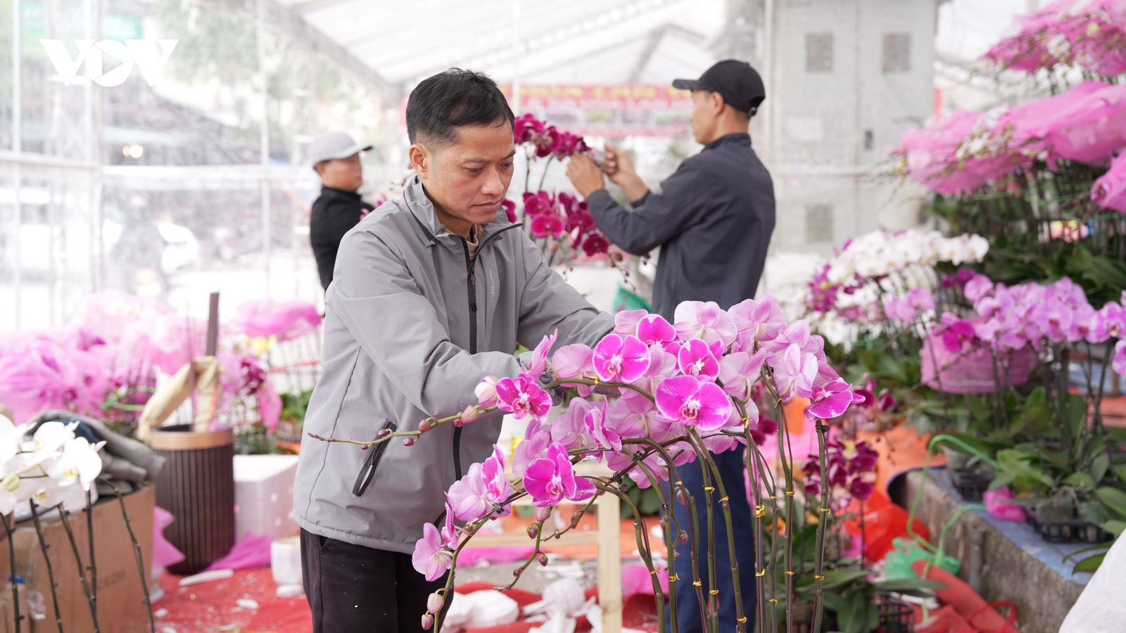 Thợ cắm lan tỉnh lẻ kiếm tiền triệu mỗi ngày ở chợ hoa Hà Nội