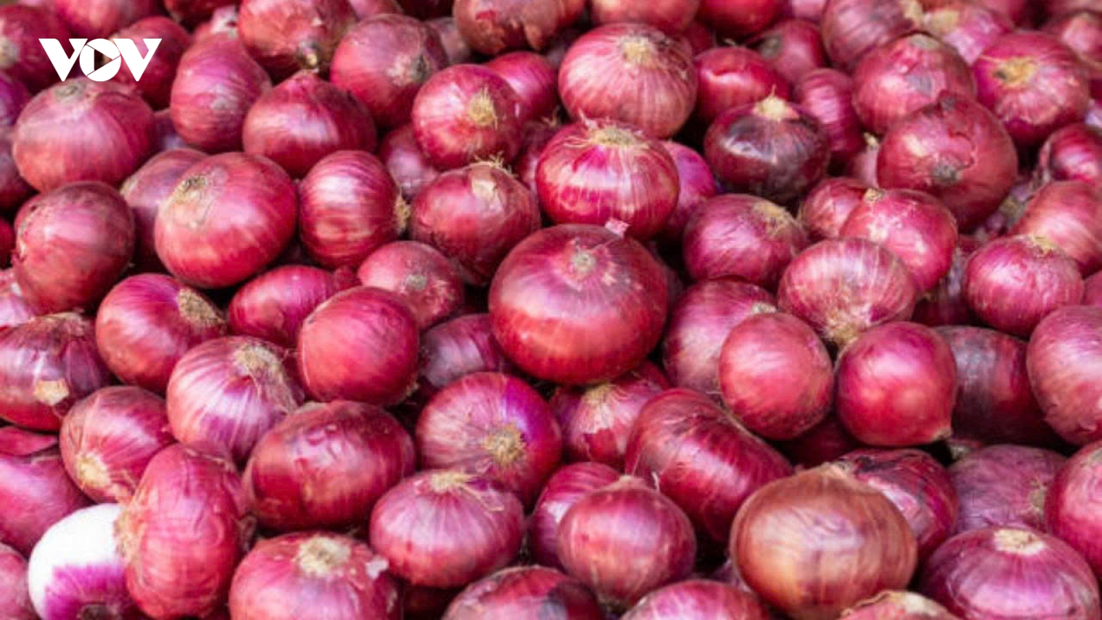 Hành tây đỏ - “trợ thủ” tự nhiên giúp tăng miễn dịch, tốt cho tim mạch