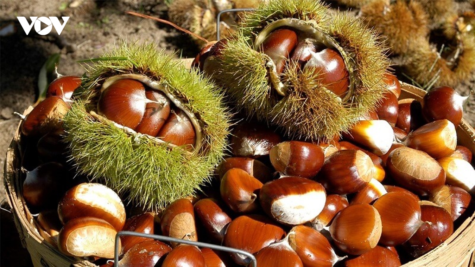 Hạt dẻ: Món ăn vặt quen thuộc nhưng lợi ích không ngờ