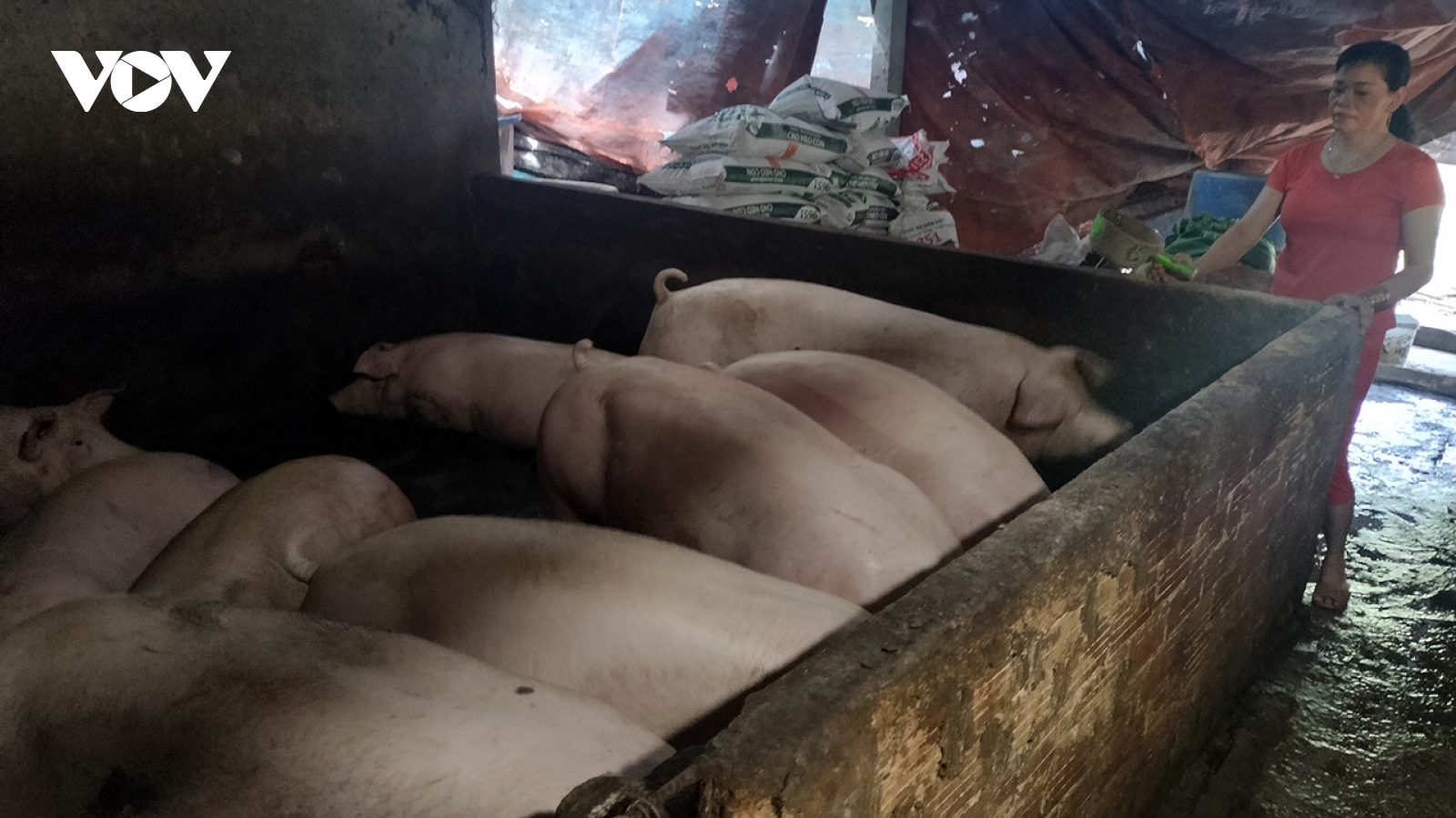 Giá heo thịt, heo giống ở Đồng Tháp cận Tết sốt giá, người nuôi lãi cao