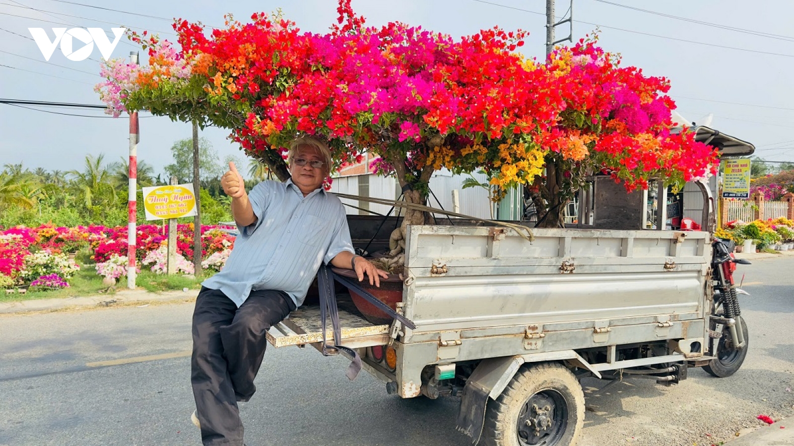 Làng hoa kiểng Chợ Lách - Cái Mơn sản xuất hơn 1.000 ha hoa kiểng Tết cổ truyền