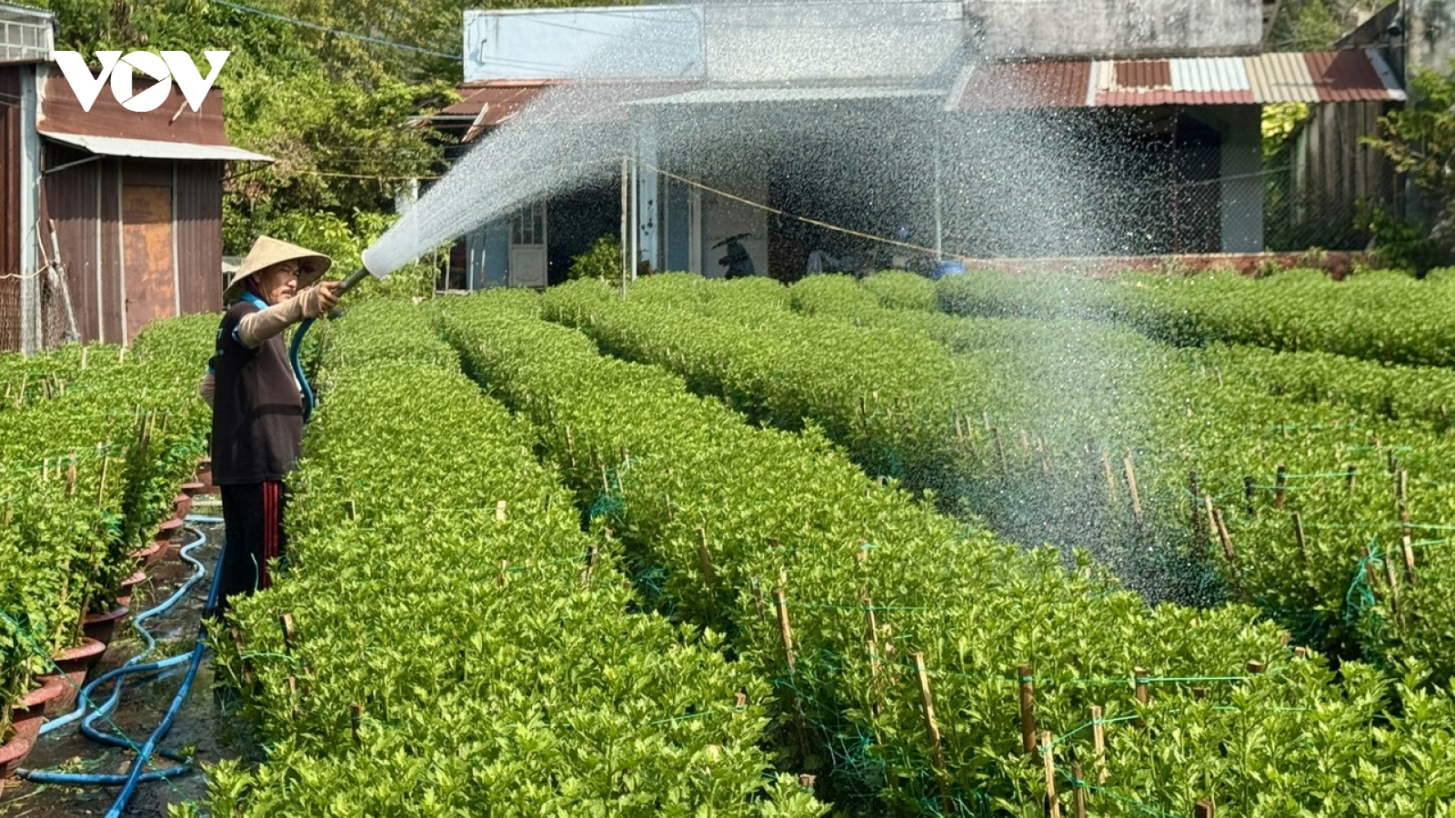 Nông dân khu Đông TP.HCM chạy nước rút vụ hoa Tết