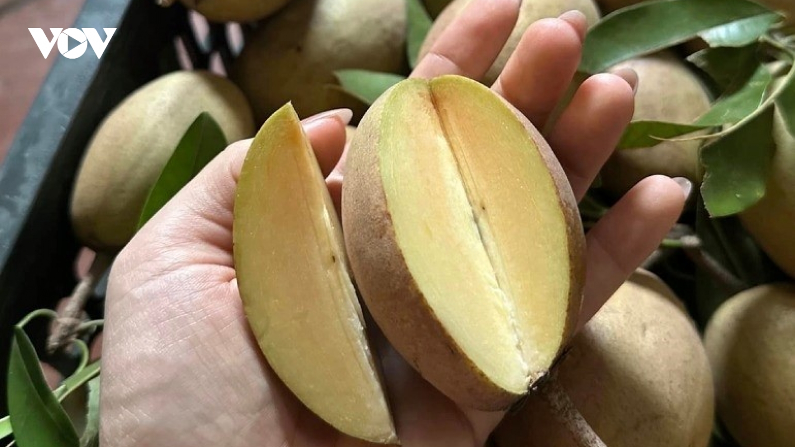 Việt Nam có loại quả lâu đời là “thuốc bổ tự nhiên”, cứ ra chợ là thấy