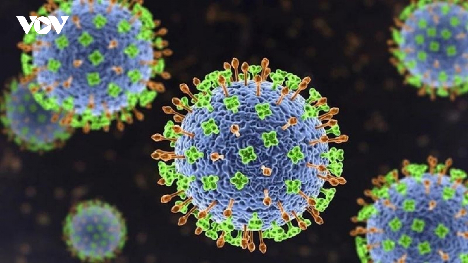 Chuyên gia: Virus Nipah khó lây lan rộng như COVID-19