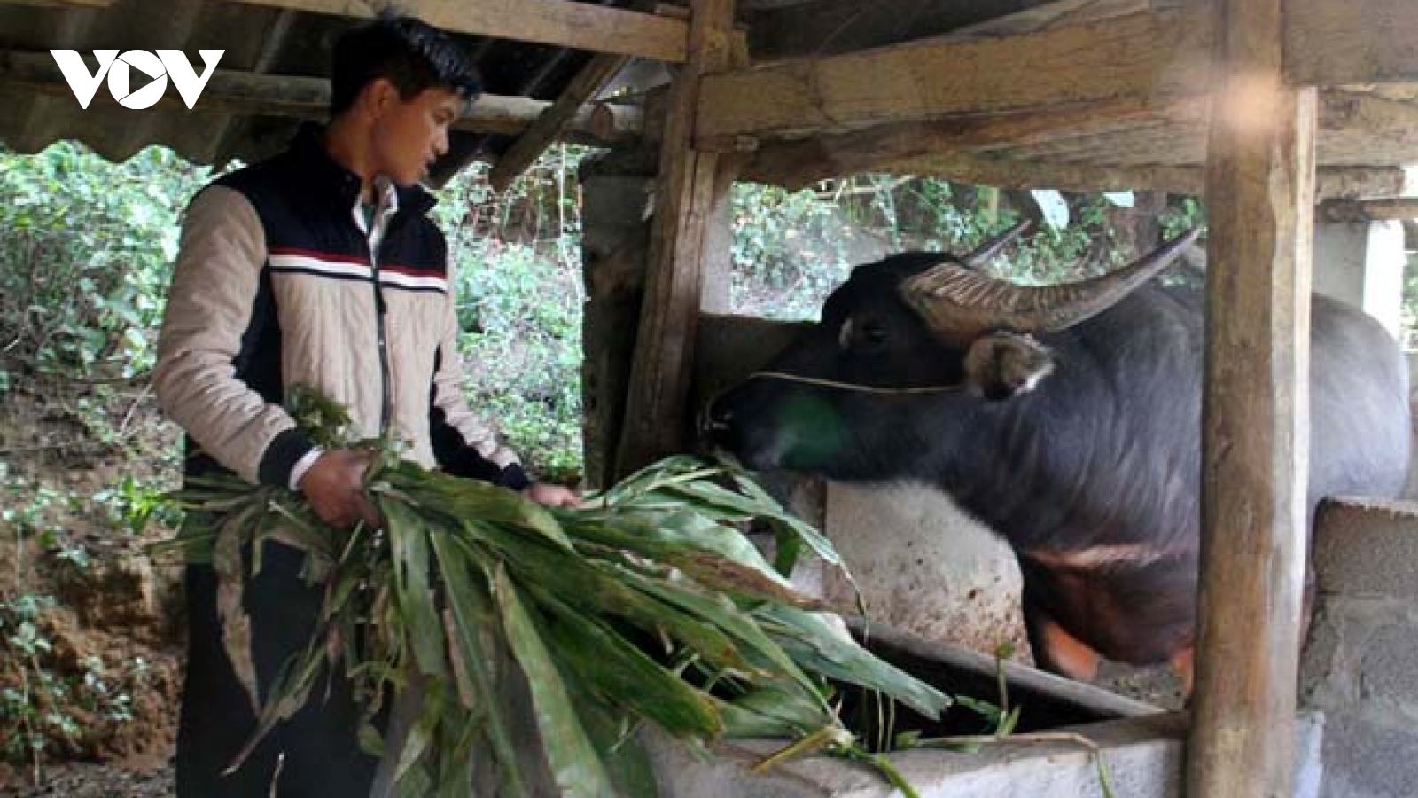 Người dân Tây Bắc chủ động bảo vệ đàn vật nuôi trước rét đậm, rét hại