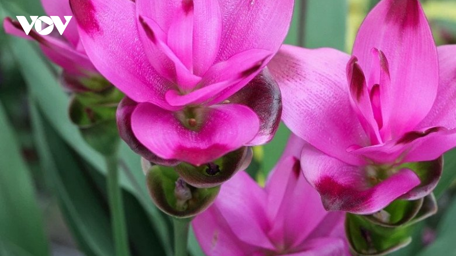 Từ phòng thí nghiệm ra chợ Tết: Hoa nghệ sen Sa Đéc "lên ngôi"