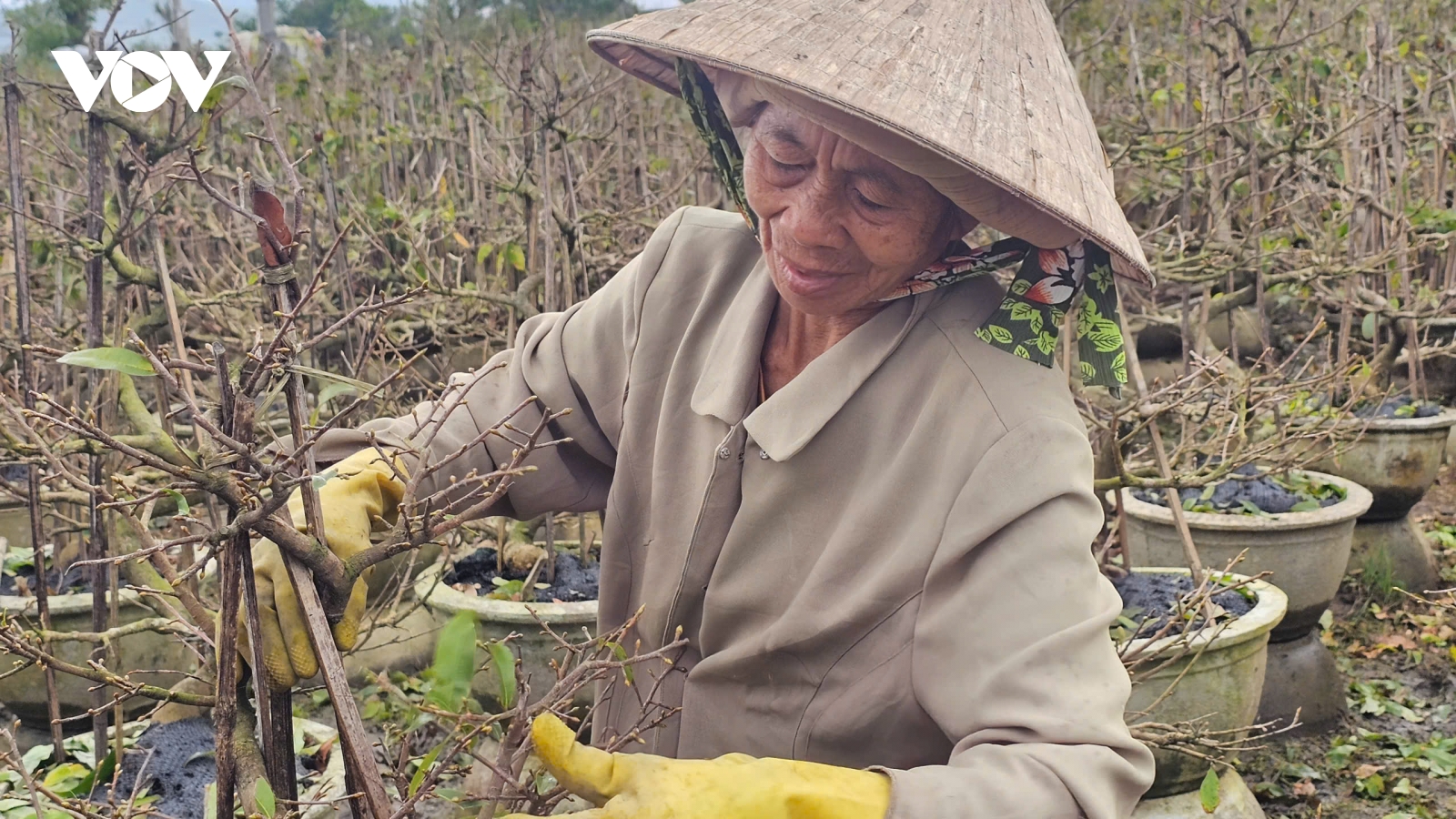Làng mai An Nhơn Bắc (Gia Lai) vào vụ Tết