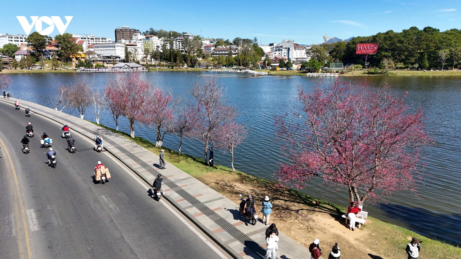 Mai anh đào “nhuộm hồng” phố núi Đà Lạt