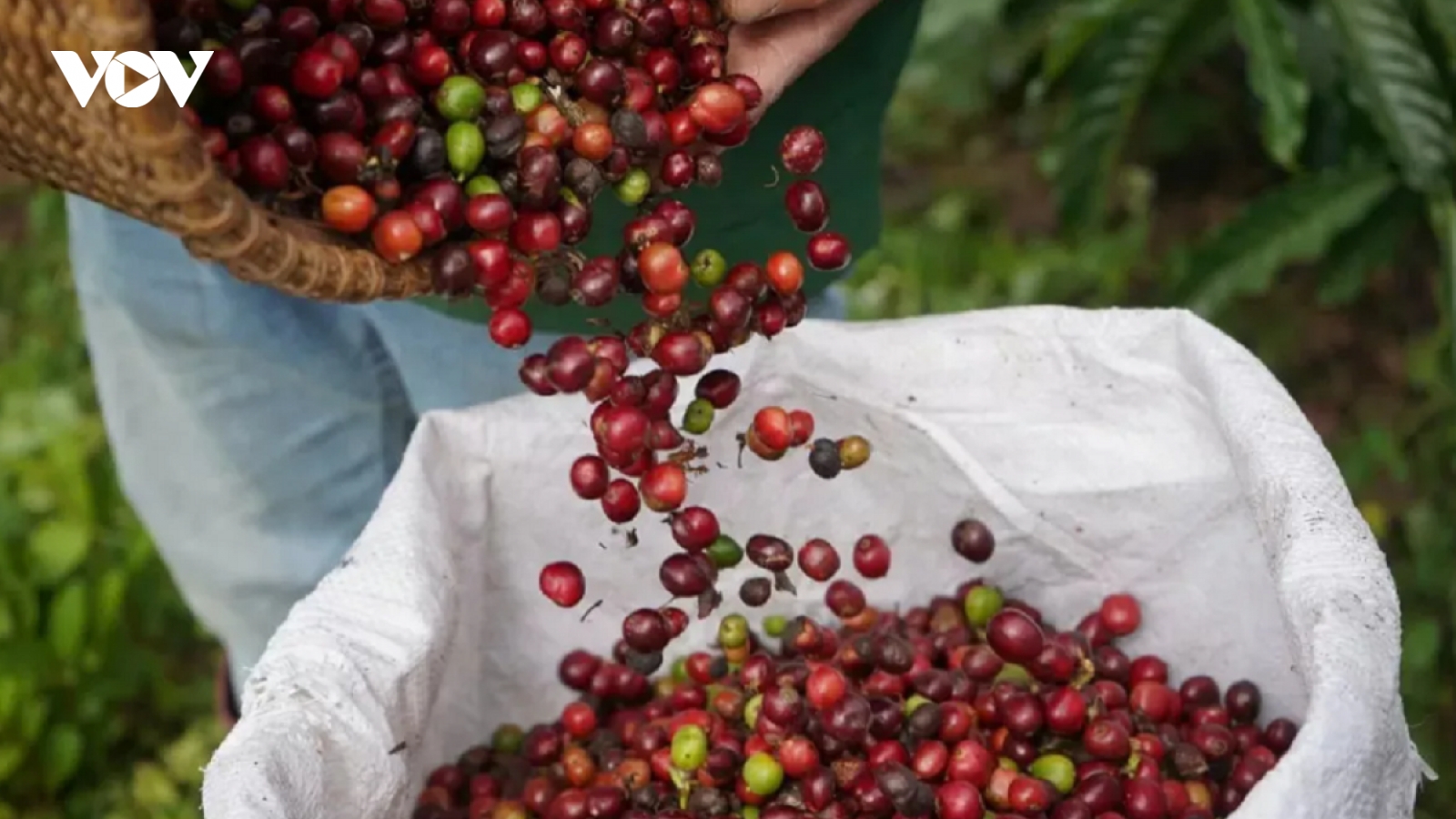 Giá cà phê hôm nay 20/1: Giá cà phê trong nước đi ngang