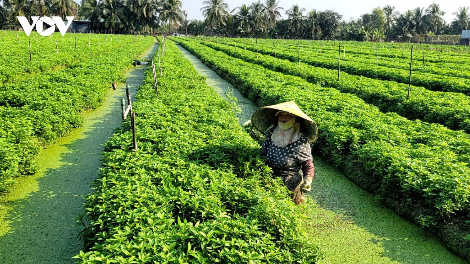 Đồng Tháp xanh mát những vườn rau màu ngày giáp Tết cổ truyền