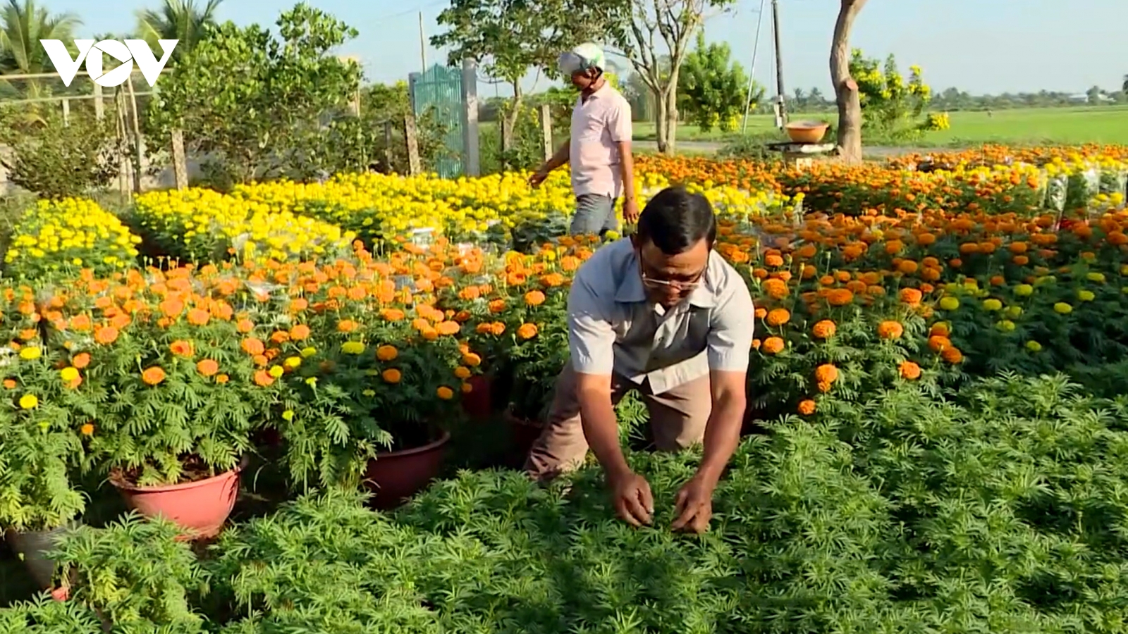Đồng bào Khmer ở Vĩnh Long hy vọng vụ hoa, kiểng dịp Tết