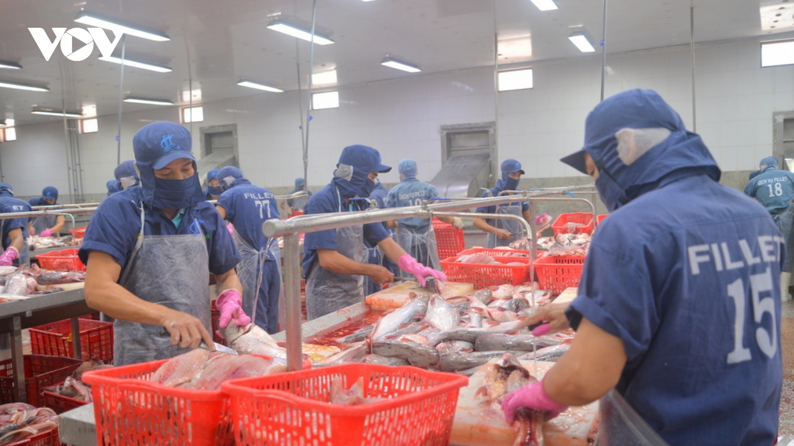 Tăng cường liên kết chuỗi sản xuất giống cá tra để phát triển bền vững