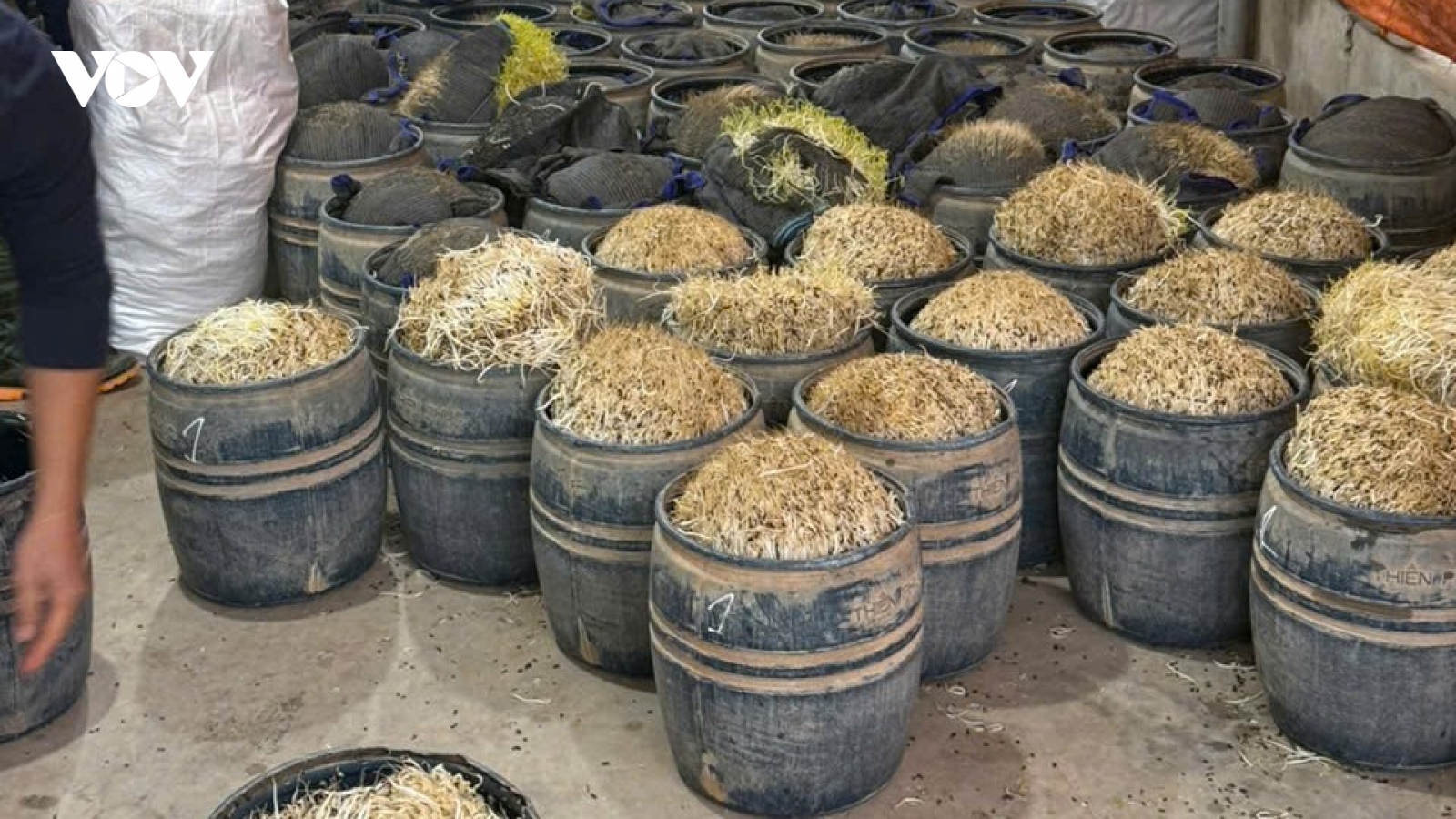Khởi tố vụ sản xuất giá đỗ bằng chất cấm tại Hưng Yên, thu giữ gần 3 tấn