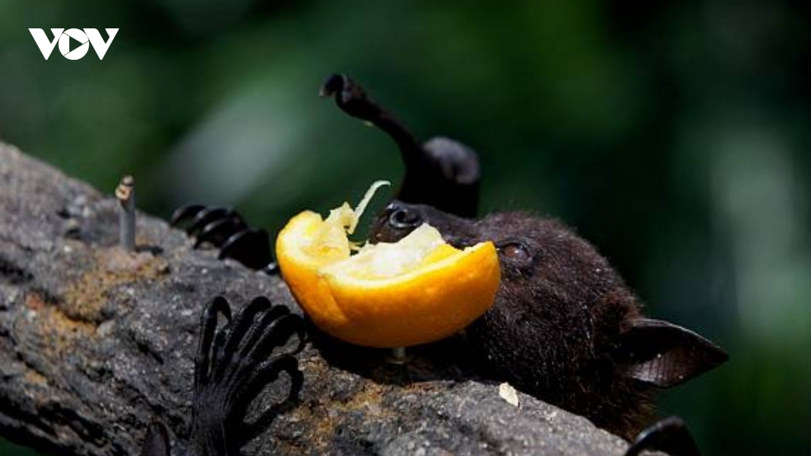 Chuyên gia chỉ ra loài dơi mang virus Nipah hay ăn 1 loại quả ở Việt Nam cũng có