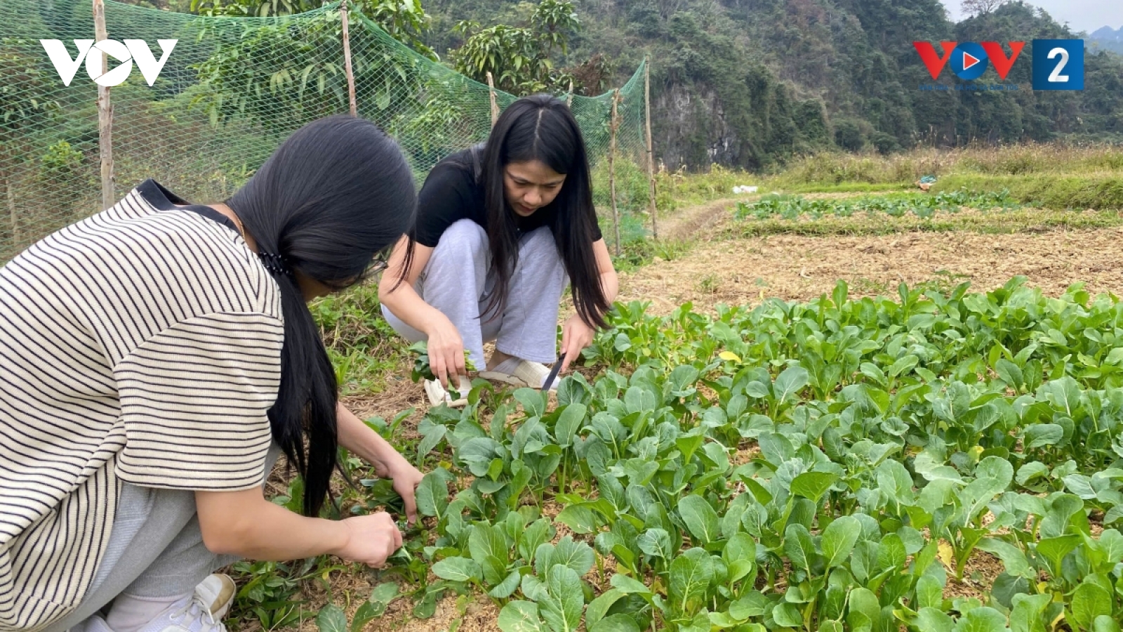Bỏ phố về quê - Trào lưu không dành cho số đông