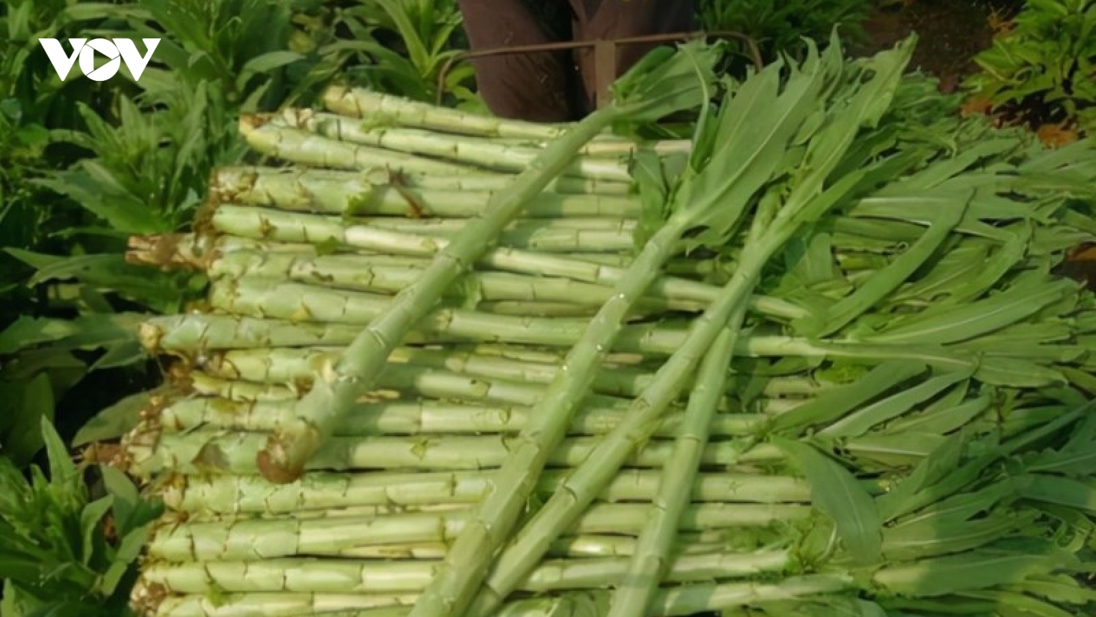 Rau đặc sản ai cũng tưởng chỉ dành cho vua chúa, giá 450.000 đồng/kg