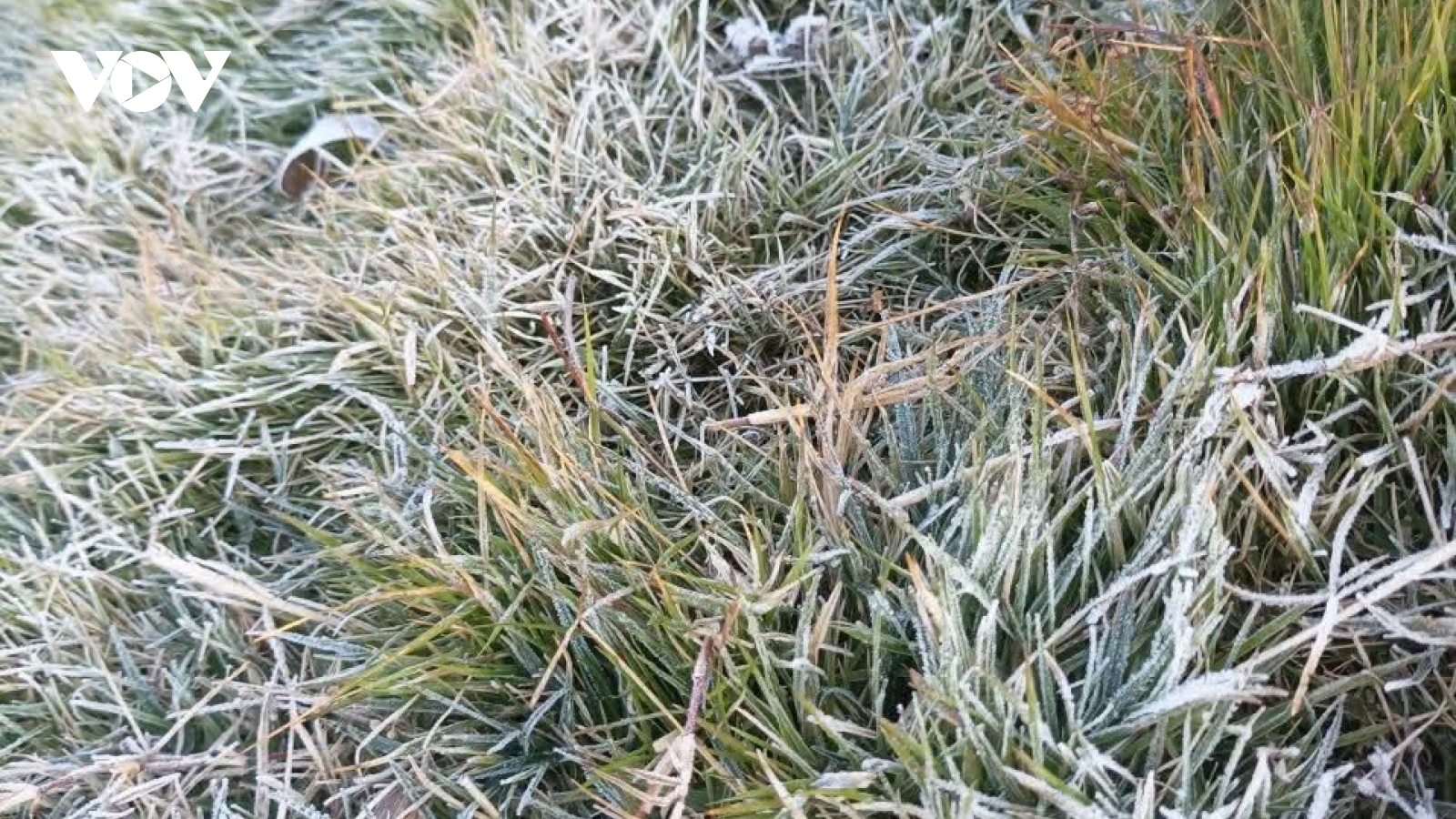 Băng giá xuất hiện ở Sơn La khi rét đậm, rét hại kéo dài diện rộng