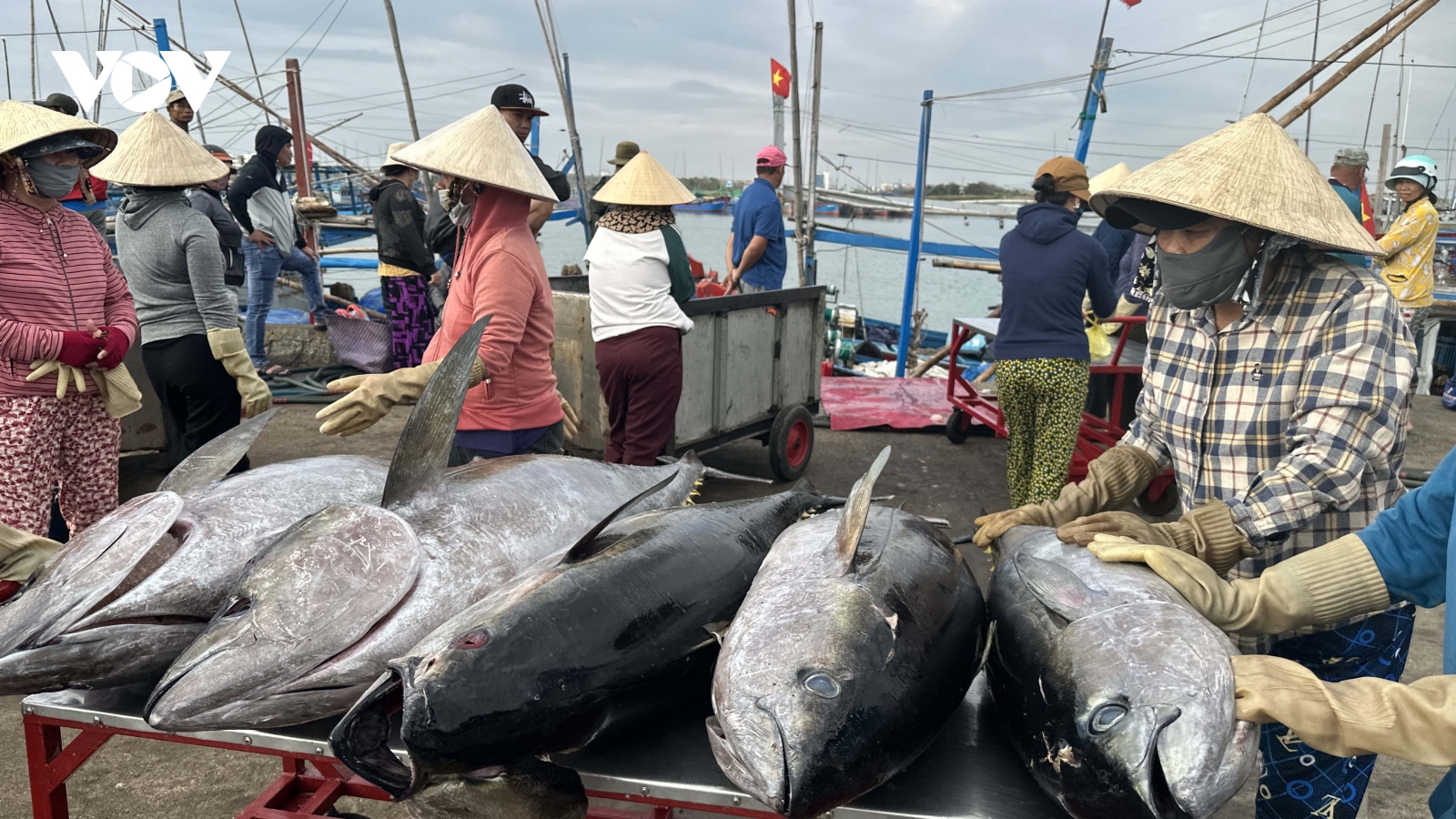 Ngư dân Đắk Lắk đón lộc biển đầu năm