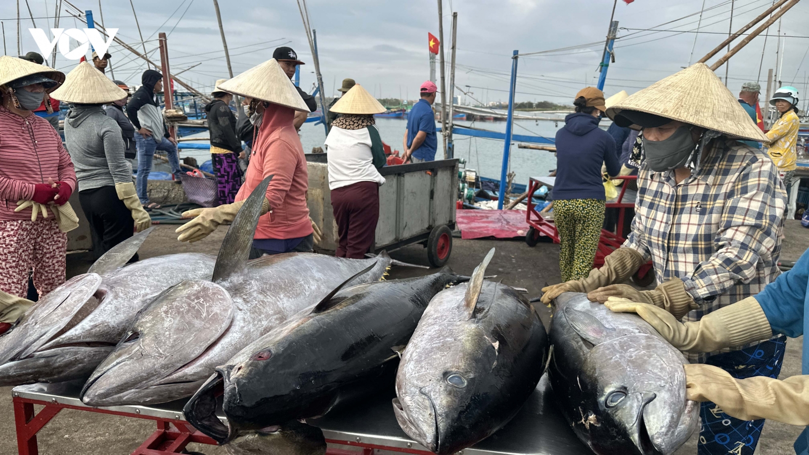 Ngư dân Đắk Lắk đón lộc biển đầu năm