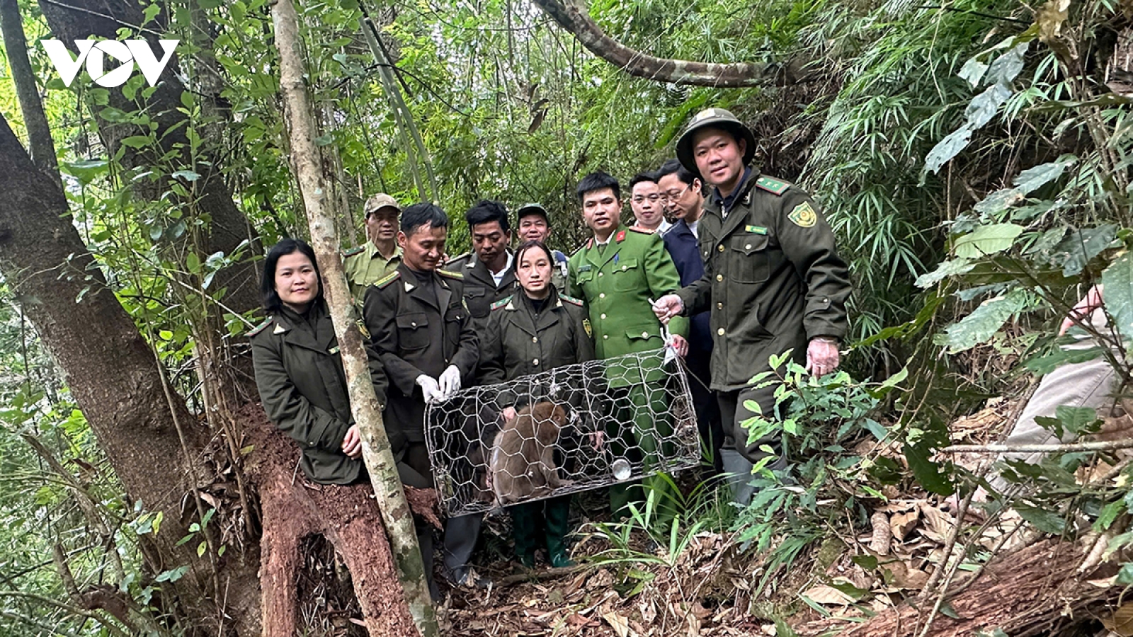 Thả 2 cá thể khỉ quý hiếm về môi trường tự nhiên ở Sơn La