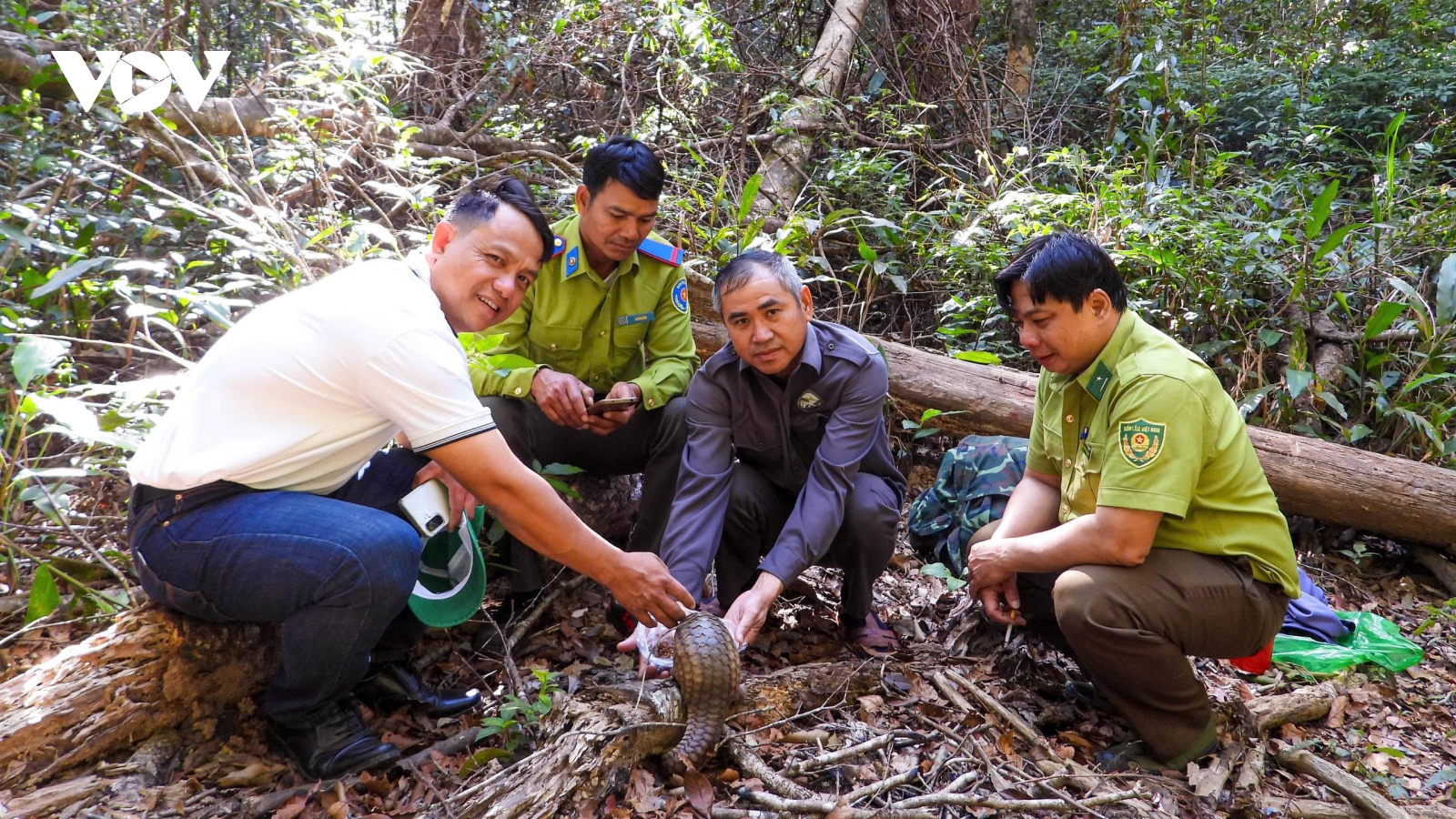 6 cá thể tê tê Java và rùa núi vàng quý hiếm được thả về rừng ở Gia Lai