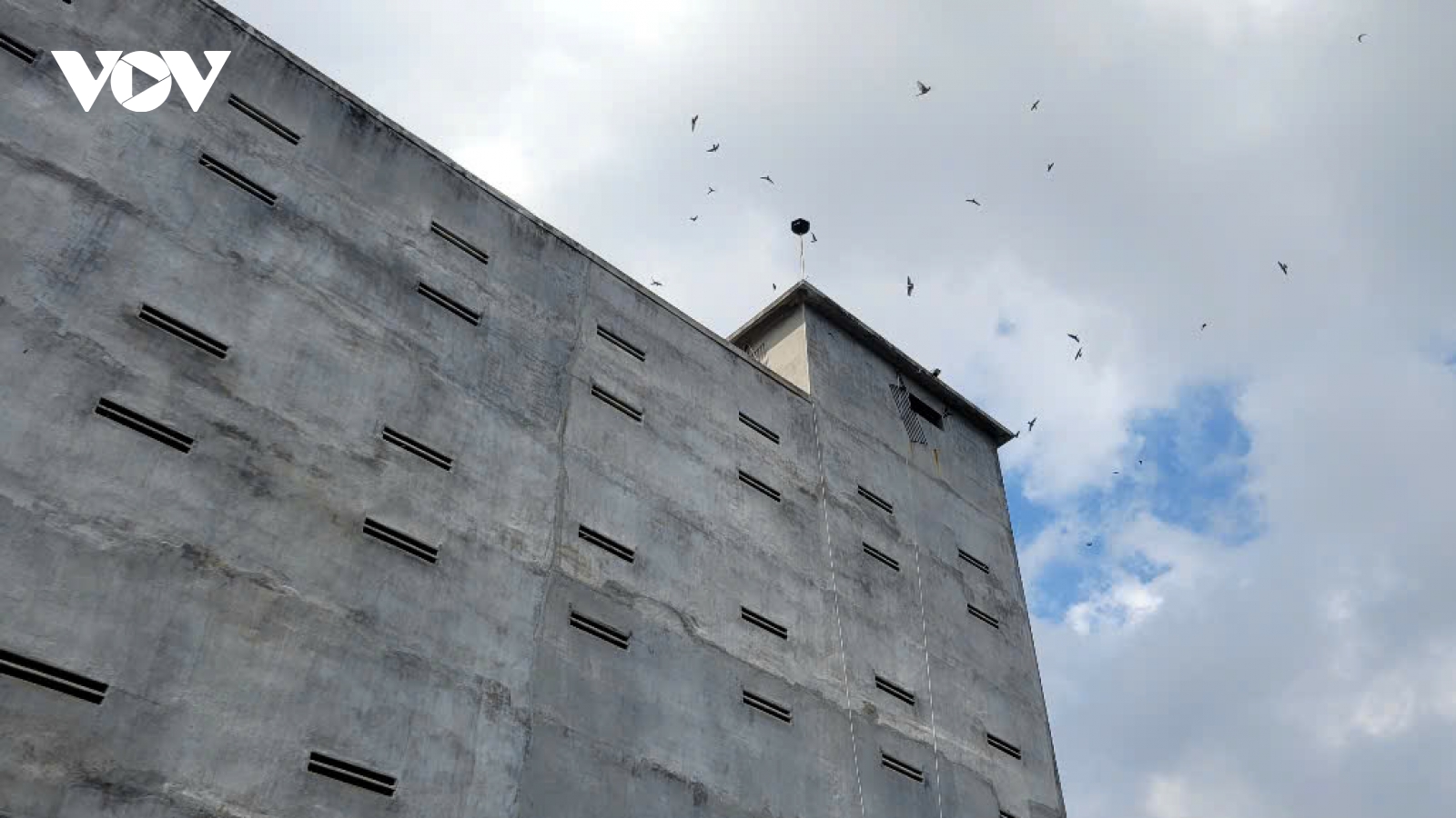 Đồng Tháp quy định nhiều khu vực không được nuôi chim yến để bảo vệ môi trường