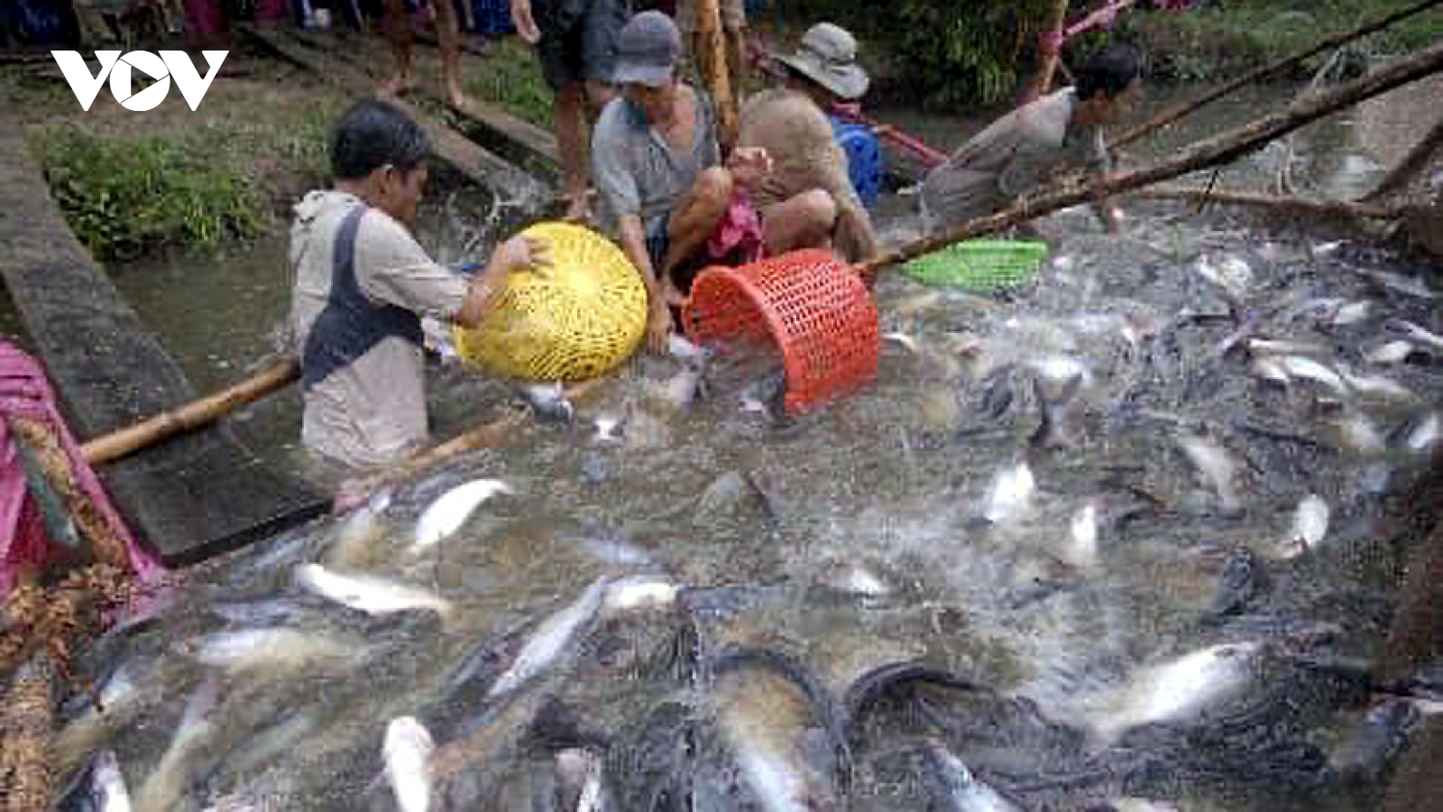 Cá tra thịt và cá giống ở Đồng Tháp dịp cận Tết khan hàng, sốt giá