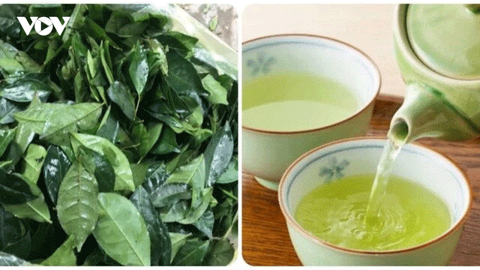 Uống trà xanh tác động đến huyết áp ra sao?