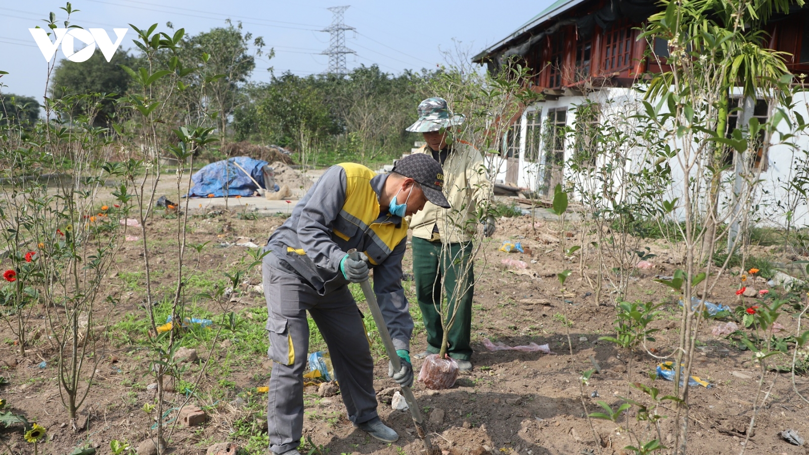 Hoa tết ở Vị Khê: Đa dạng phân khúc, "chiều" mọi túi tiền