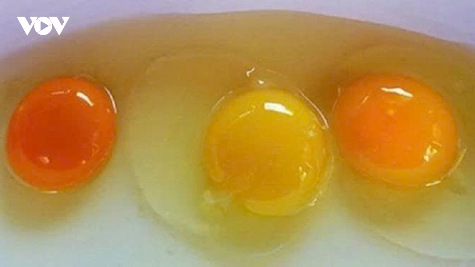 Đập trứng gà ra bát thấy lòng đỏ đậm và nhạt khác nhau, loại nào nhiều chất hơn?