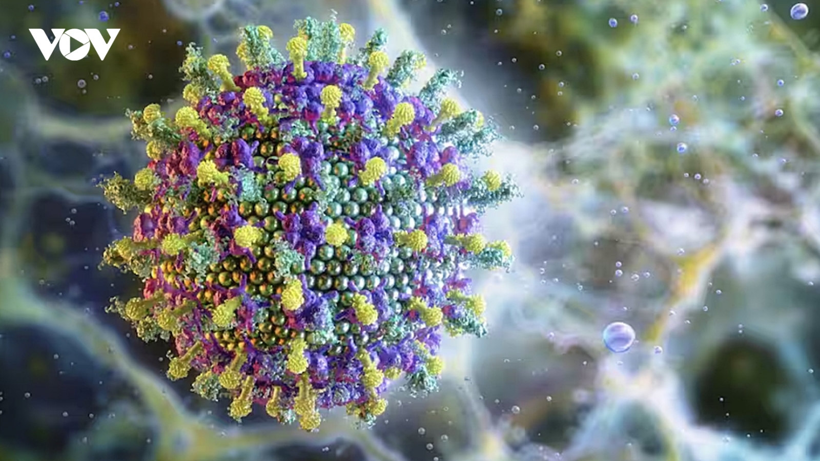 WHO: Nguy cơ lây lan của virus Nipah là thấp