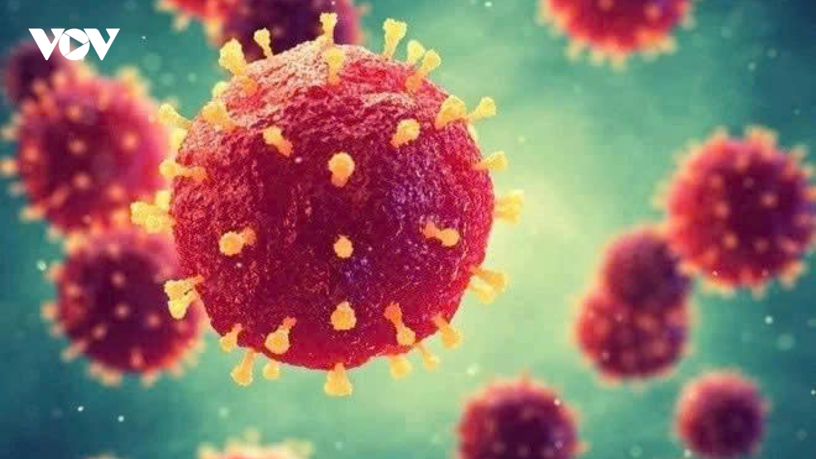 Virus Nipah: Vì sao phải luôn cảnh giác với mầm bệnh hiếm gặp này?