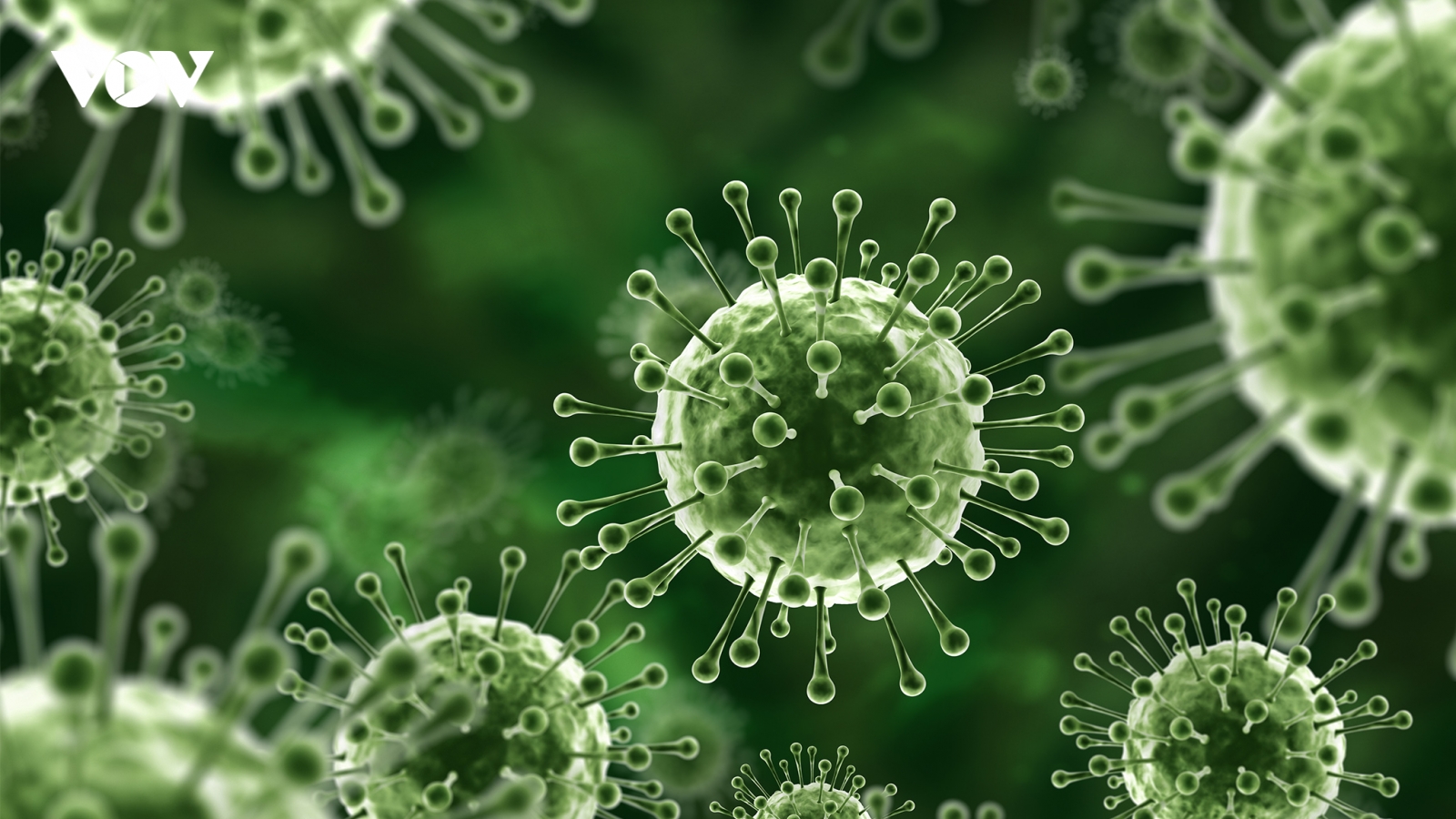 TP.HCM tăng cường giám sát y tế người nhập cảnh để phòng dịch Nipah