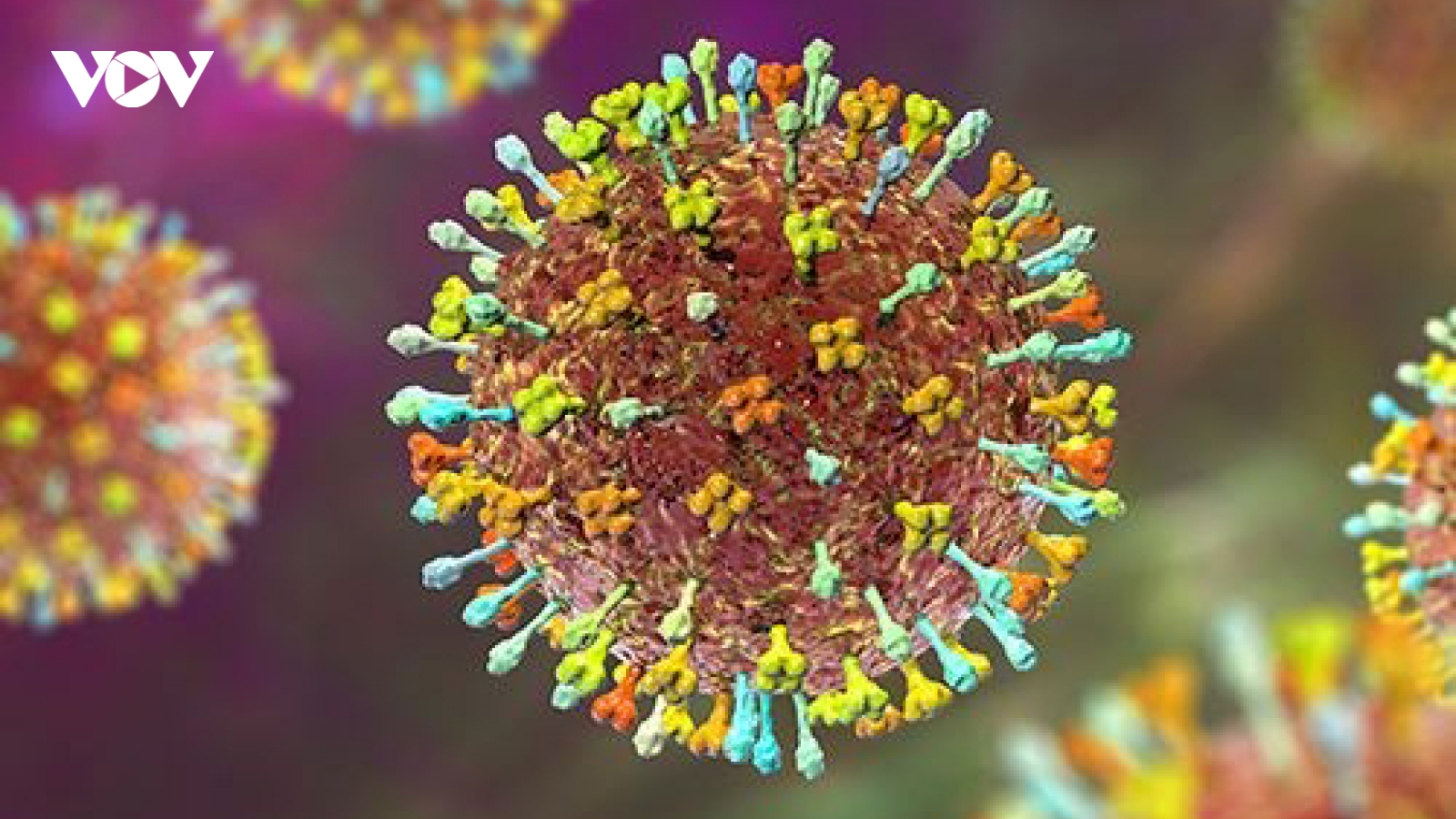 Chuyên gia nói gì về virus Nipah có thể xâm nhập nước ta?