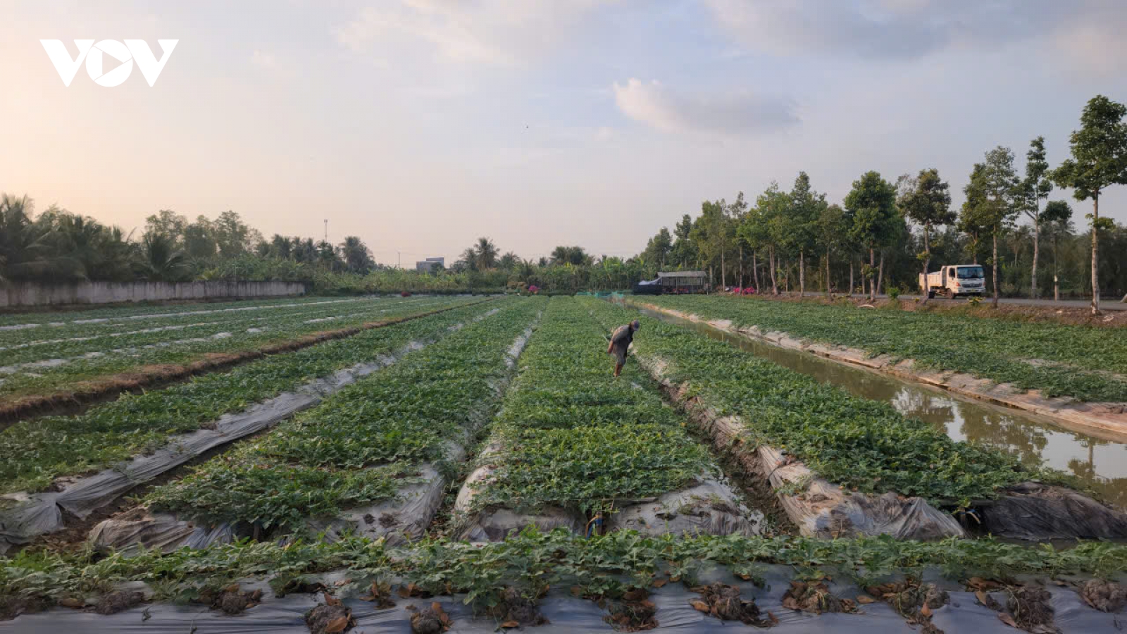 Nông dân Cà Mau tập trung chăm sóc vụ dưa hấu Tết, kỳ vọng vào vụ mùa thắng lợi